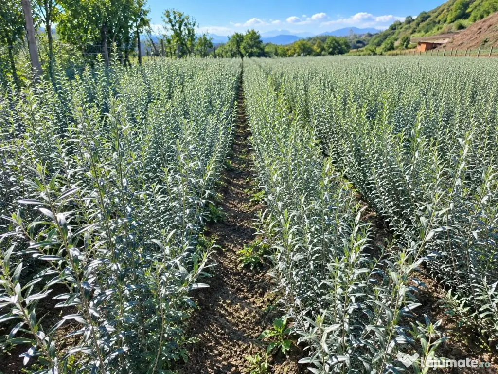 Puieți cătină soiul Cora – fructe aromate, plante viguroase