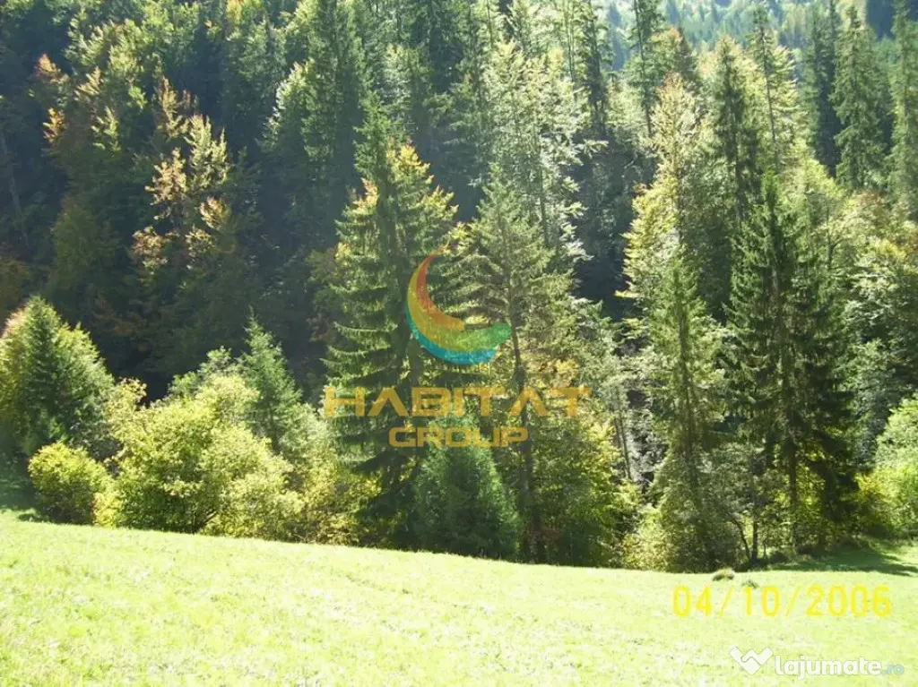 Teren Dambovicioara 6000 mp Ideal Investitie - Dambovicioara (Arges)