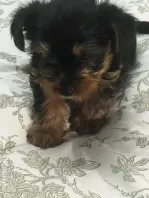 Pui yorkshire terrier 6 saptamani