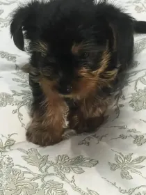 Pui yorkshire terrier 6 saptamani