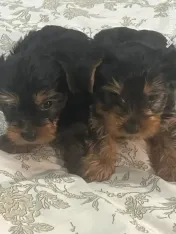 Pui yorkshire terrier 6 saptamani 
