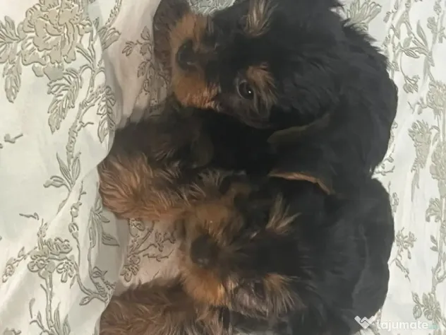 pui yorkshire terrier 6 saptamani