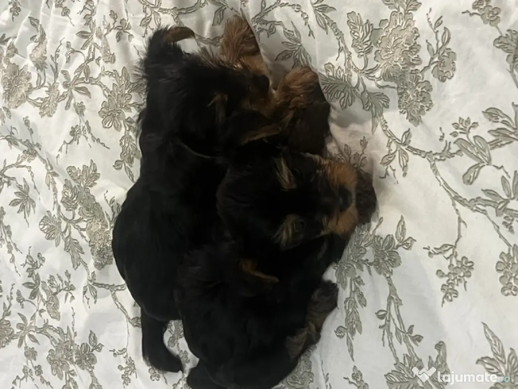 pui yorkshire terrier 6 saptamani