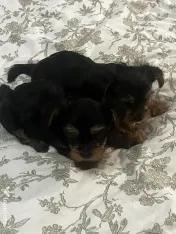 Pui yorkshire terrier 6 saptamani 