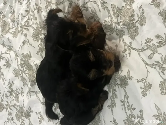 pui yorkshire terrier 6 saptamani