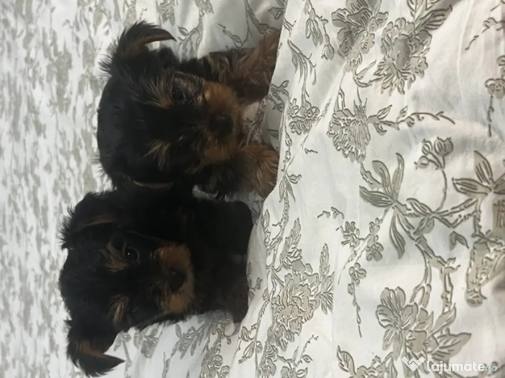 pui yorkshire terrier 6 saptamani
