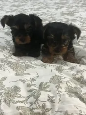Pui yorkshire terrier 6 saptamani 