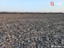 Oportunitate dezvoltare rezidentiala| 4.816 mp | Ghiroda