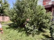 Apartament cu 2 camere la casa - de inchiriat in Dumbravita 