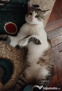 Motanel metis British Shorthair pui