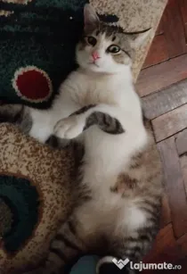 Motanel metis British Shorthair pui