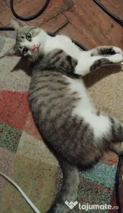 Motanel metis British Shorthair pui 