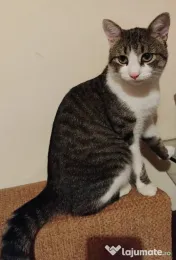 Motanel metis British Shorthair pui 