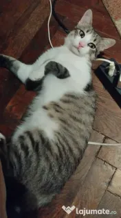 Motanel metis British Shorthair pui 