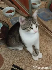Motanel metis British Shorthair pui 