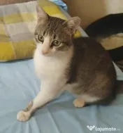 Motanel metis British Shorthair pui 
