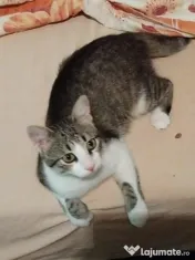 Motanel metis British Shorthair pui 