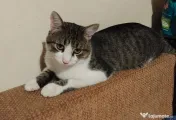 Motanel metis British Shorthair pui 