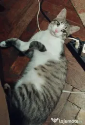 Motanel metis British Shorthair pui 