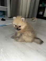 Pomeranian masculi de excepție-Canisa 