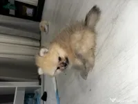 Pomeranian masculi de excepție- Canisa 