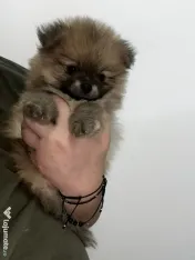 Pomeranian masculi de excepție-Canisa 
