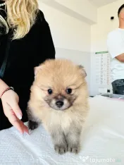 Pomeranian masculi de excepție-Canisa 
