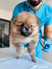 Pomeranian masculi de excepție-Canisa 