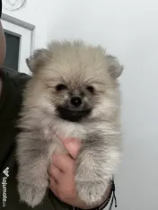Pomeranian masculi de excepție-Canisa 