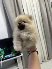 Pomeranian masculi de excepție-Canisa 