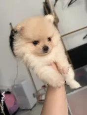 Pomeranian masculi de excepție-Canisa 