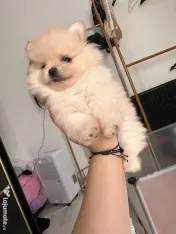 Pomeranian masculi de excepție-Canisa 