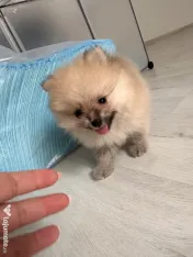Pomeranian masculi de excepție-Canisa 