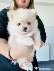 Pomeranian masculi de excepție-Canisa 