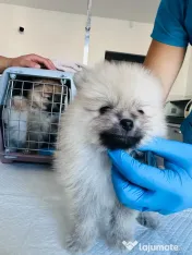 Pomeranian masculi de excepție-Canisa 