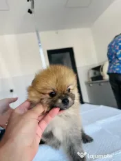 Pomeranian masculi de excepție-Canisa 