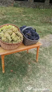 Vând struguri de vin – Fetească Albă, Fetească Regală și Crâmpoșie 