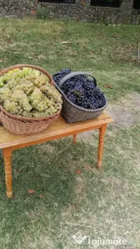 Vând struguri de vin – Fetească Albă, Fetească Regală și Crâmpoșie 
