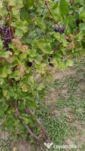 Vând struguri de vin – Fetească Albă, Fetească Regală și Crâmpoșie 