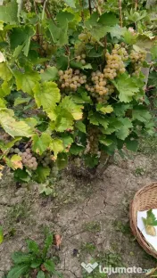 Vând struguri de vin – Fetească Albă, Fetească Regală și Crâmpoșie 