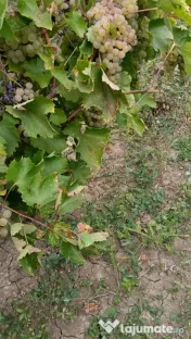 Vând struguri de vin – Fetească Albă, Fetească Regală și Crâmpoșie 