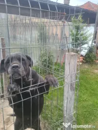 cane corso schimb