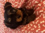 pui yorkshire terrier 7 saptamani