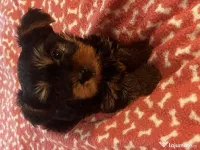 pui yorkshire terrier 7 saptamani 