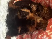 pui yorkshire terrier 7 saptamani 