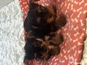 pui yorkshire terrier 7 saptamani 