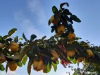 Gutui bio proaspete 