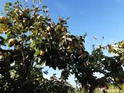 Gutui bio proaspete 