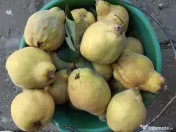 Gutui bio proaspete 