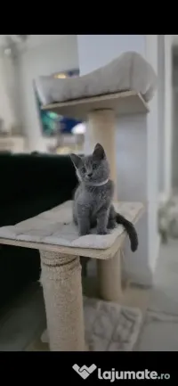British shorthair blue 